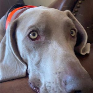 Meet your Posher, Comton